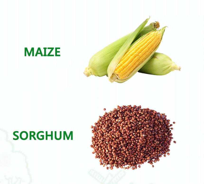 corn