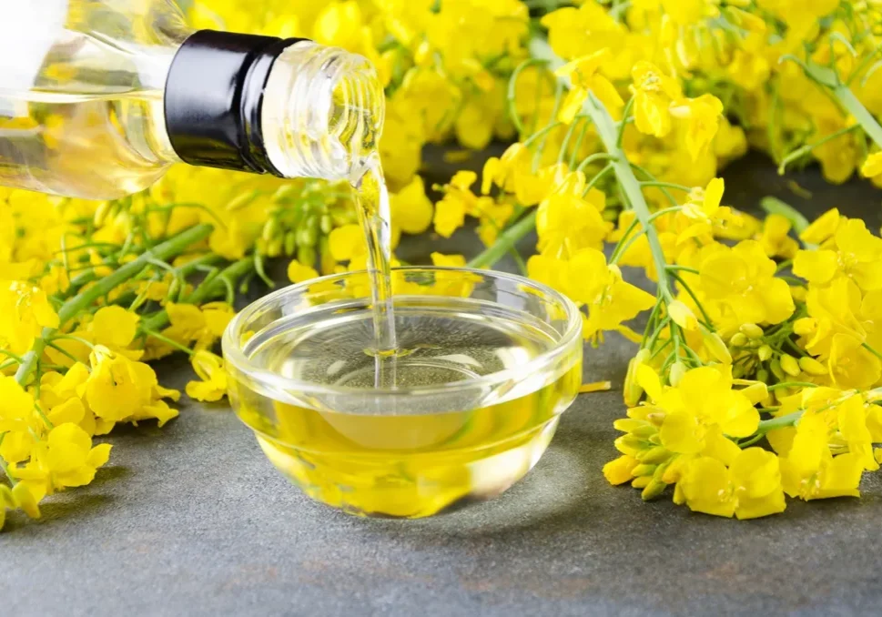 canola-oil