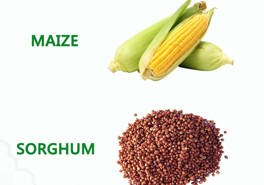 corn